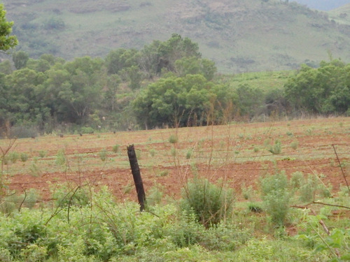 Our very first wild animal sighting - Baboons.